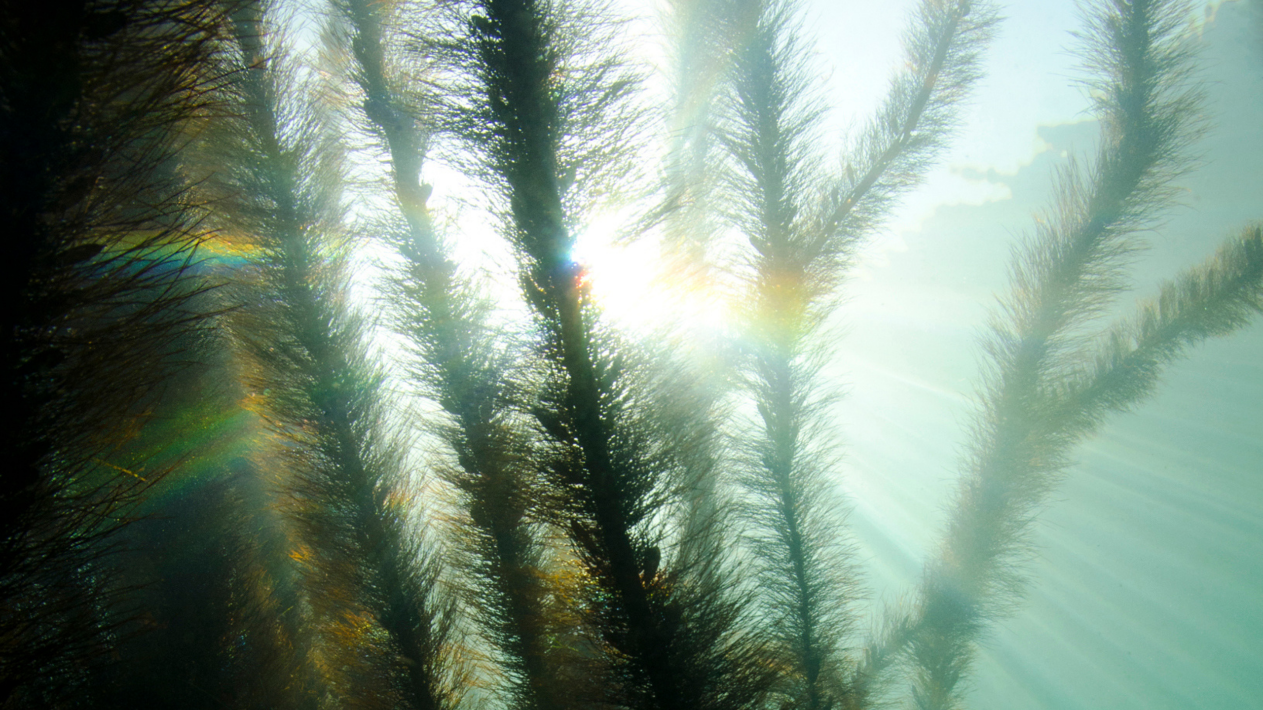 Beyond Carbon Neutral: CarbonCure’s Investments to Fight Climate Change, Internally and Globally Thumbnail
